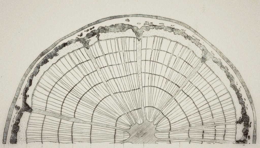 vintage diagram of tree rings